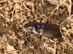 Poecilus cupreus