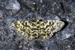 Monocerotesa lutearia