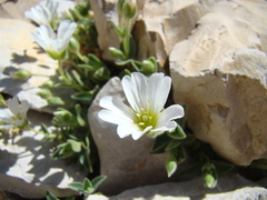 Cerastium latifolium