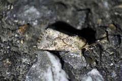 Spodoptera depravata