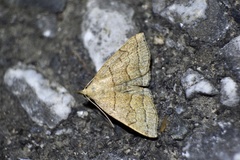 Herminia arenosa