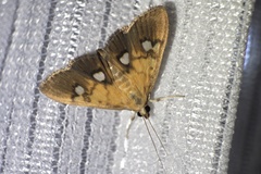 Nosophora semitritalis