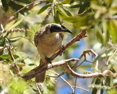 Philemon argenticeps
