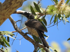 Philemon argenticeps