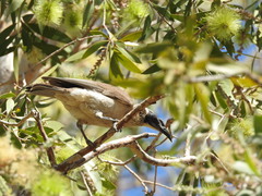 Philemon argenticeps