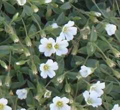 Cerastium latifolium