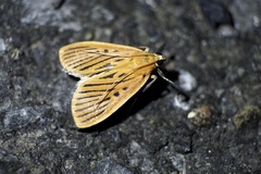 Tyspanodes striatus