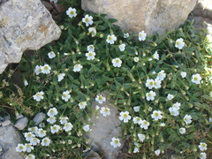 Cerastium latifolium