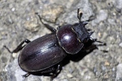 Dorcus rectus