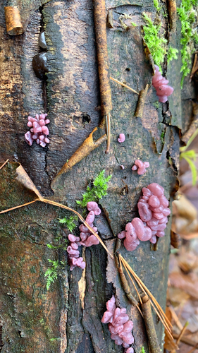 Crvena bugarkinja (Ascocoryne sarcoides)