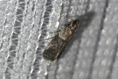 Conobathra tricolorella