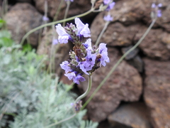 Lavandula buchii