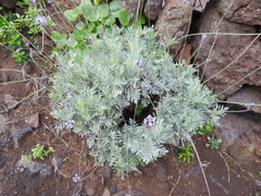 Lavandula buchii