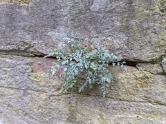 Asplenium ruta-muraria