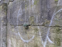 Asplenium ruta-muraria