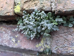 Asplenium ruta-muraria