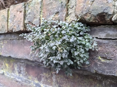 Asplenium ruta-muraria
