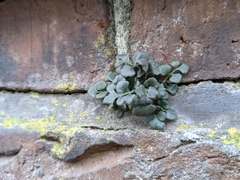 Asplenium ruta-muraria