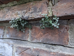 Asplenium ruta-muraria