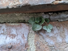 Asplenium ruta-muraria