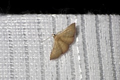 Corgatha obsoleta