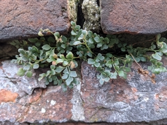 Asplenium ruta-muraria