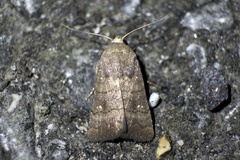 Athetis stellata
