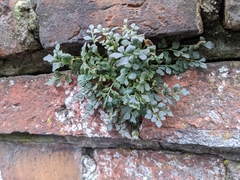 Asplenium ruta-muraria