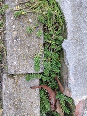 Sedum album