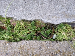 Sedum album