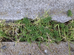 Sedum album