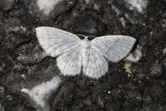 Asthena nymphaeata