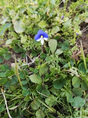 Veronica syriaca