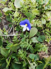 Veronica syriaca