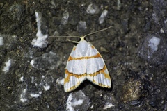 Ariolica argentea