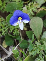 Veronica syriaca