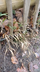 Poaceae
