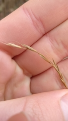 Poaceae