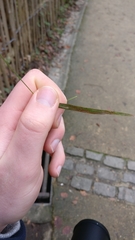 Poaceae