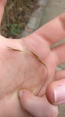 Poaceae