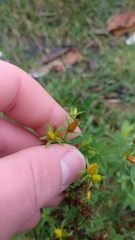Hypericum perforatum