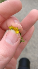 Hypericum perforatum