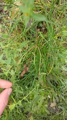 Hypericum perforatum