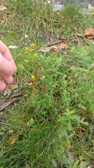 Hypericum perforatum
