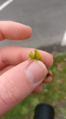 Hypericum perforatum