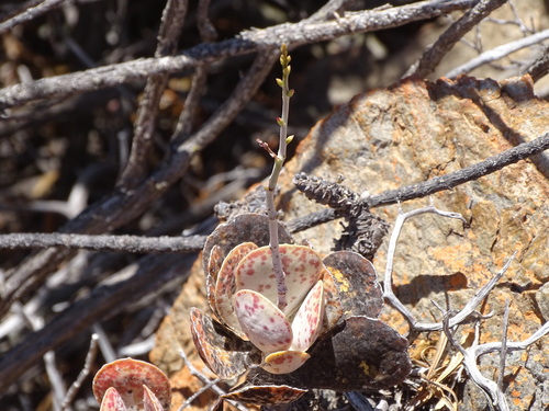 Adromischus maculatus