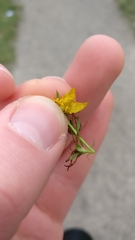 Hypericum perforatum