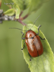 Cryptocephalus coryli