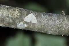 Topomesoides jonasii