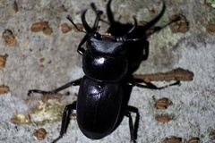 Dorcus rectus